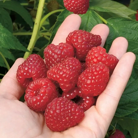 Фото Малина ремонтантная комплект №1 (Бристоль, Делнива, Шапка Мономаха)