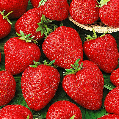 Земляника садовая Корона