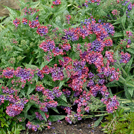 Фото Медуница Расберри Сплэш