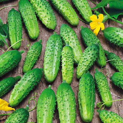 Огурец Гектор F1