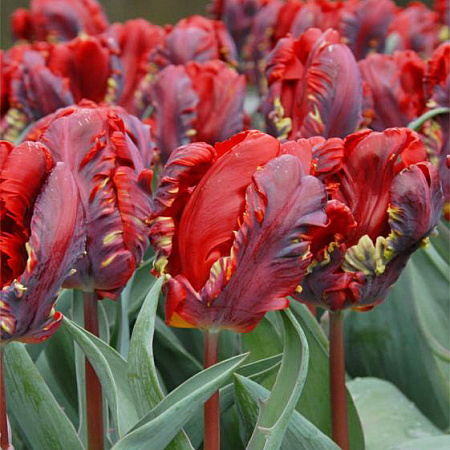 Фото Тюльпан попугайный Рококо