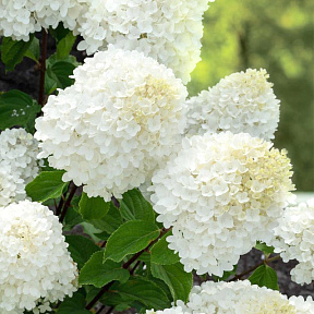 Гортензия метельчатая Шугар раш