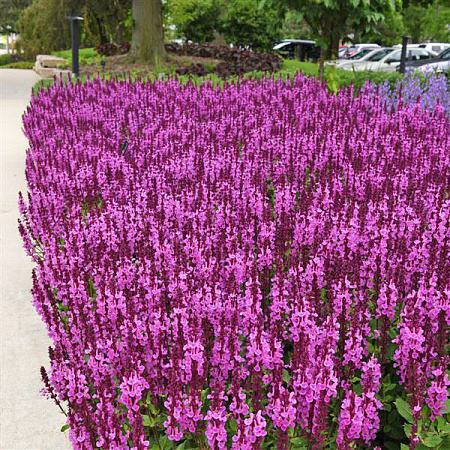 Фото Шалфей дубравный Роуз квин