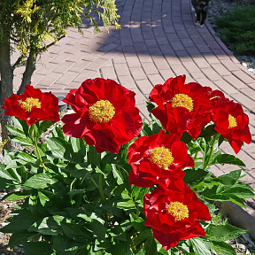 Пион травянистый Макинак Гранд