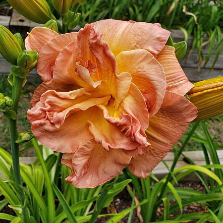 Фото Лилейник Кендллайт Диннер