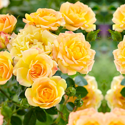 Роза почвопокровная Йеллоу фейри