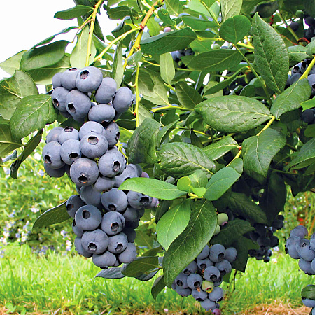 Фото Голубика Дрейпер