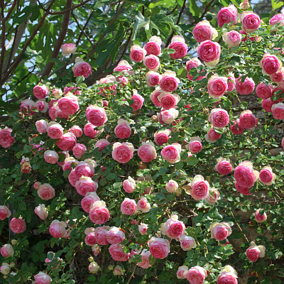 Роза плетистая-клаймбер Пьер де Ронсар