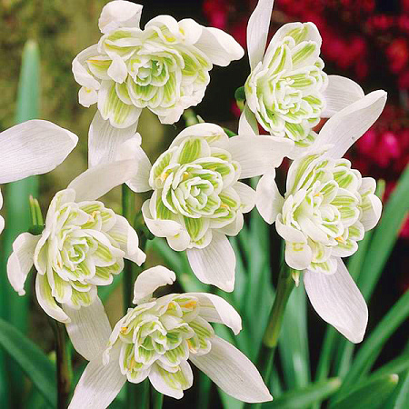 Фото Подснежник белоснежный Флоре Плено