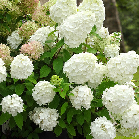 Фото Гортензия метельчатая Мэджикал монблан