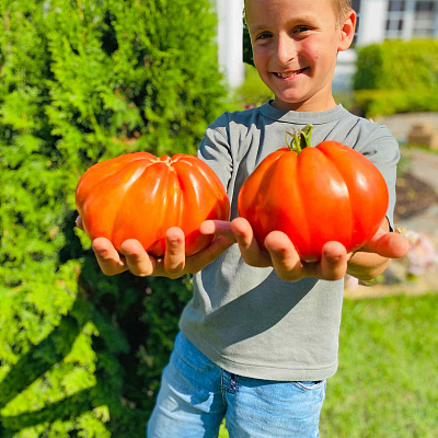 Помидор Мамин любимый