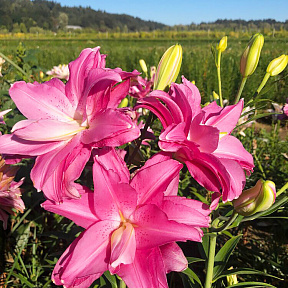 Лилия восточная махровая Лотус Джой