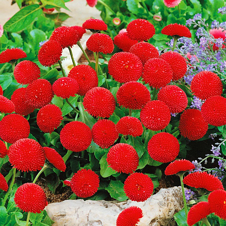 Фото Маргаритка Тассо Красная