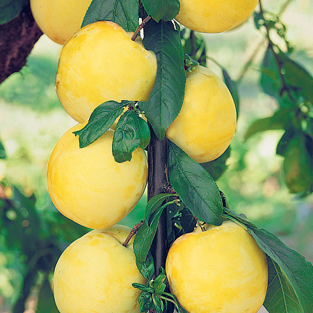 Фото Слива Горная крупная