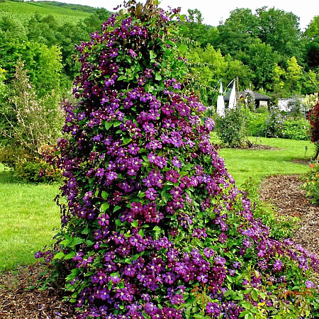 Фото Клематис Этуаль Виолет