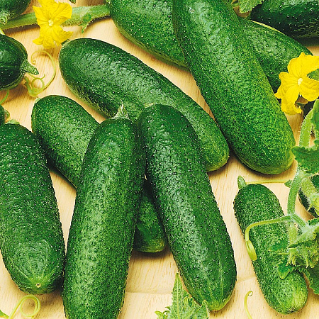 Фото Огурец Клауд F1