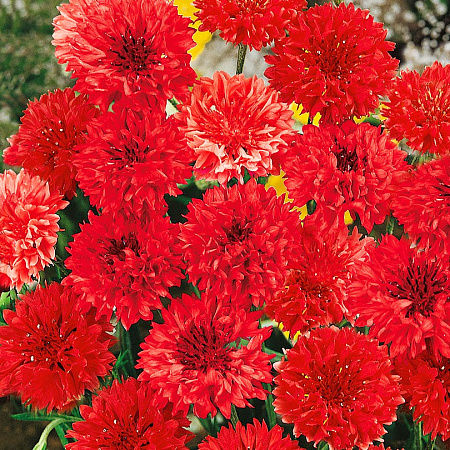 Фото Василёк Том Паус Красный