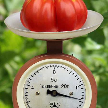 Фото Помидор Элефант
