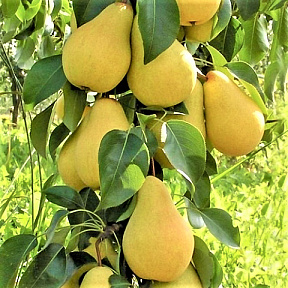 Груша колонновидная Декора