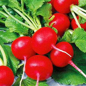 Редис Рондар F1