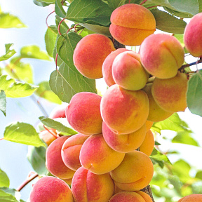 Абрикос колонновидный Санни