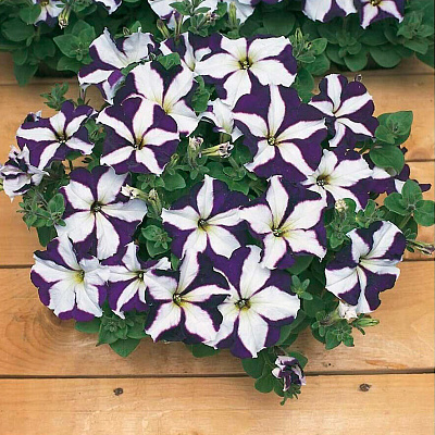 Петуния Капит Синяя звезда