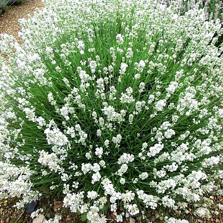 Фото Лаванда узколистная Арктик Сноу