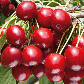 Черевишня (дюк) Живица