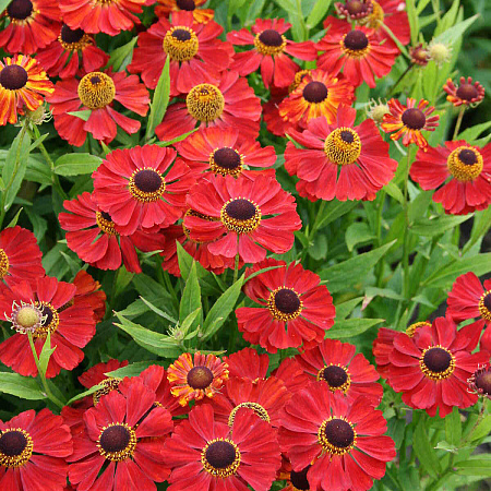 Фото Гелениум Рубинцверг