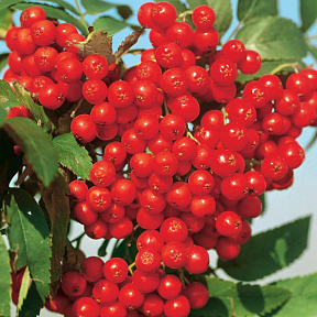 Рябина Алая крупная