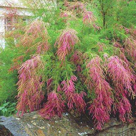 Фото Тамарикс ветвистый Рубра