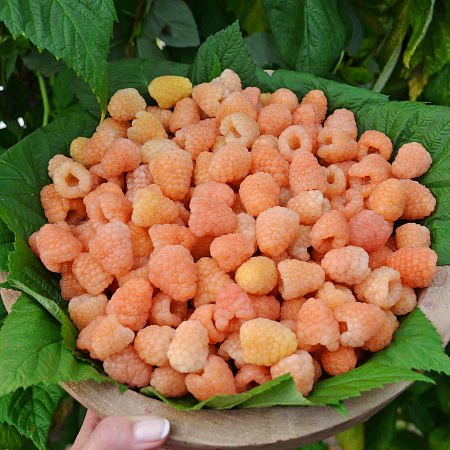 Фото Малина летняя Промик