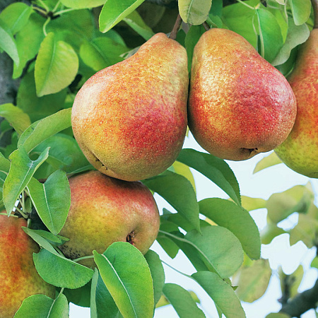 Фото Груша Чусовая