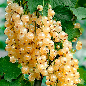 Смородина Белая Потапенко