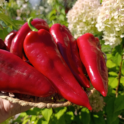 Перец сладкий Сакура