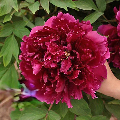 Пион древовидный Сад в розовом сиянии