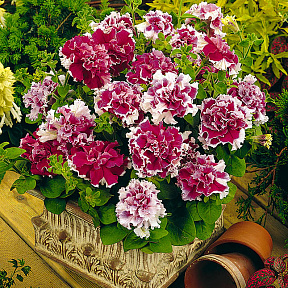 Петуния Дубл пируэтт Розовая