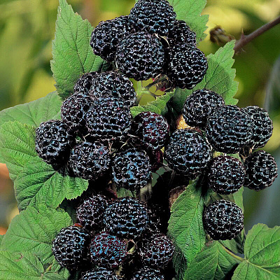 Малина Черный бриллиант