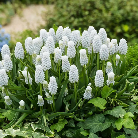 Фото Мускари Сайбириан Тайгер