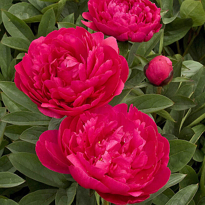 Пион травянистый Канзас