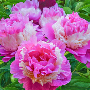 Пион Щербет