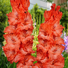 Гладиолус Дед Мороз