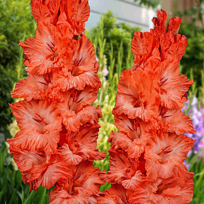 Гладиолус Дед Мороз