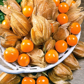 Физалис Фонарики