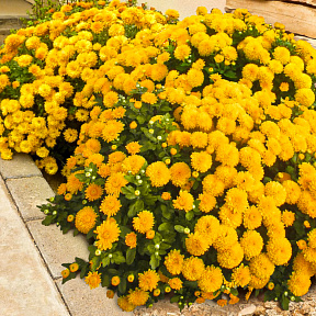 Хризантема корейская Мишаль