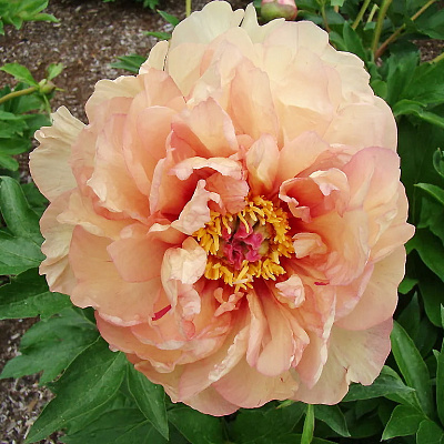 Пион ИТО-гибрид Мэджикал Мистери Тур