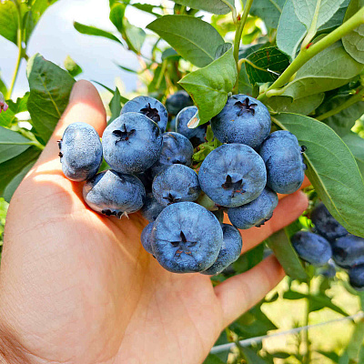 Голубика Либерти