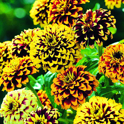 Цинния элегантная Джаз набор