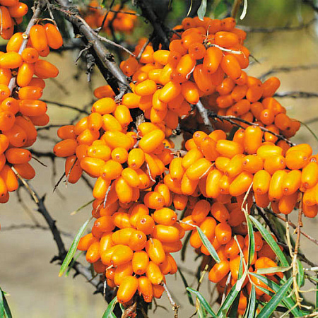 Фото Облепиха Елизавета