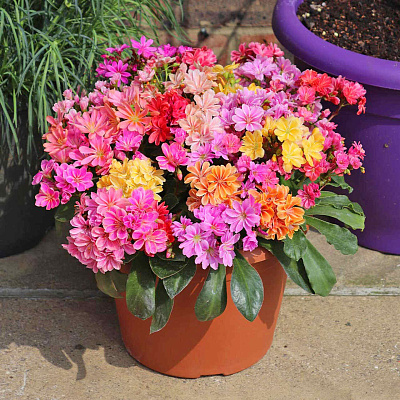 Левизия Котиледон Радуга набор